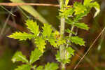 Incised agrimony